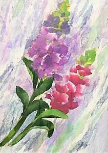 ストックの花（習作）