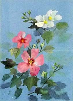 芙蓉