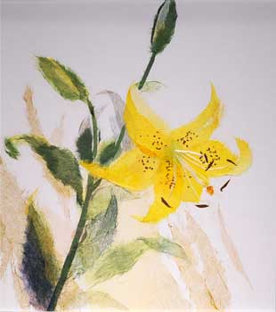 黄すかしゆり（習作）