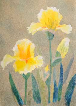 ジャーマンアイリス（習作）