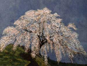 しだれ桜