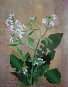 凛として（大根の花）
