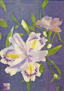 野の花（シャガ）