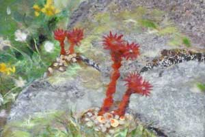 アルプスのサンゴ？