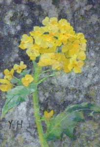 菜の花