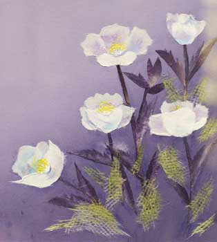 月見草（習作）