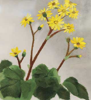 石蕗の花（習作）