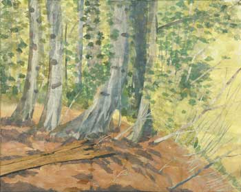 共生（ブナ林）