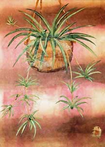 春風にゆれるオリヅル蘭