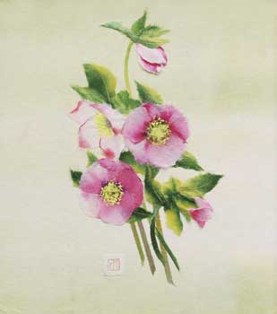 クリスマスローズ