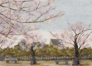 桜