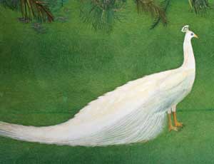 白孔雀