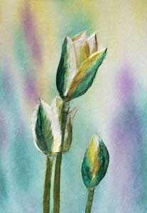 スプリンググリーンチューリップ
