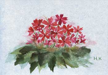 さくら草