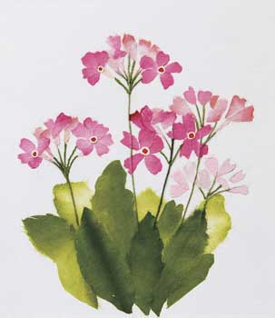 さくら草