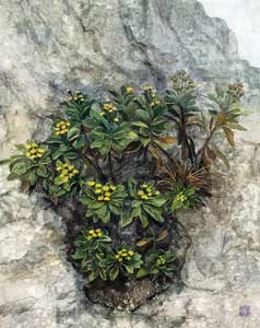 磯菊
