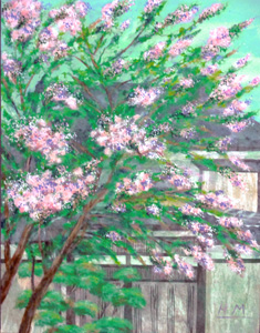 百日紅の盛夏