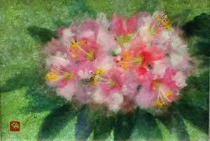 石楠花