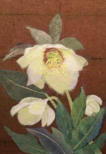 クリスマスローズ