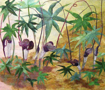 うらしま草