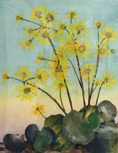 つわぶきの花