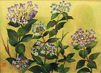 紫陽花