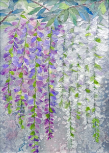 藤の花