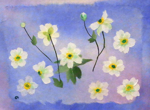 秋明菊