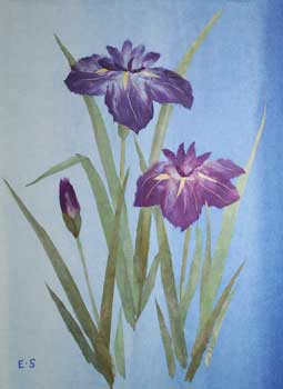 花菖蒲