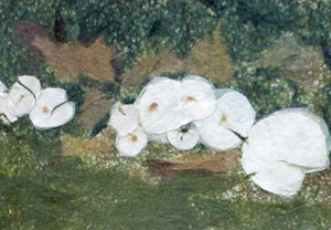 このきのこ 食べられるかな？