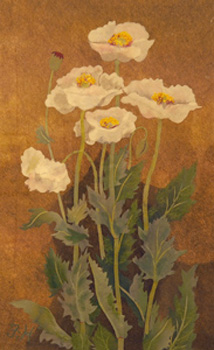 白い花