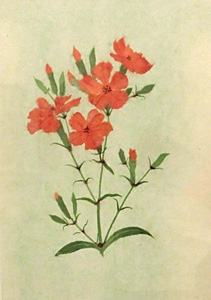 ふしぐろせんのう