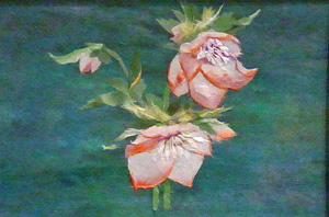 クリスマスローズ