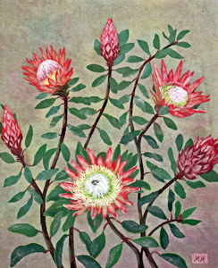 キングプロテア