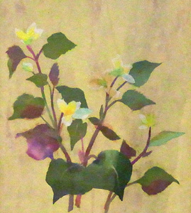 どくだみ（習作）