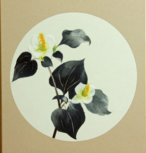 どくだみ（習作）