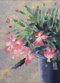 シャコバサボテン