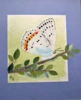 幻の蝶（オオルリシジミ）