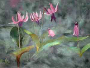 春の使い（カタクリの花）