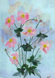 秋明菊