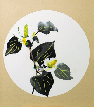 どくだみ（習作）