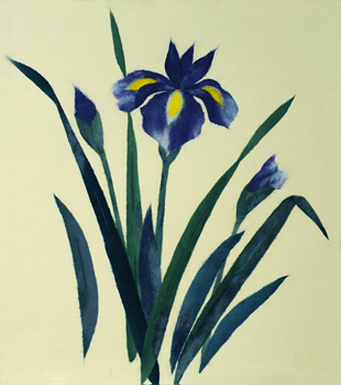 花菖蒲（習作）