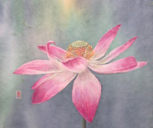 儚い蓮の花