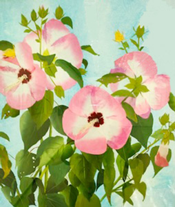 芙蓉