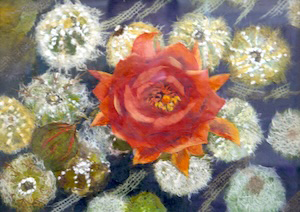 サボテンの花