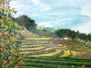 鬼木の棚田（長崎）