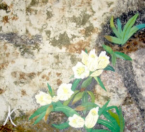 高嶺の花（トウヤクリンドウ）