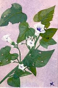 さつまいもの花