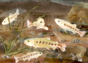 渓流の女王・ヤマメ