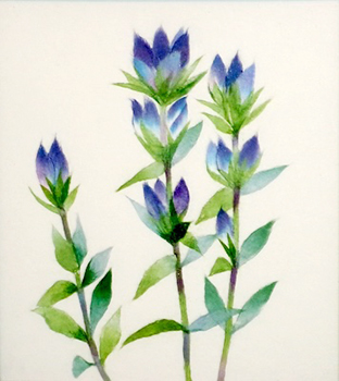 リンドウ（習作）